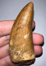 Load image into Gallery viewer, GEM Huge Carcharodontosaur Fossil Tooth 2.81 Inches Incredible Serrations
