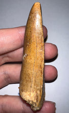Load image into Gallery viewer, GEM Huge Carcharodontosaur Fossil Tooth 2.81 Inches Incredible Serrations
