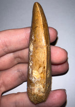 Load image into Gallery viewer, GEM Huge Carcharodontosaur Fossil Tooth 2.81 Inches Incredible Serrations
