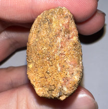 Load image into Gallery viewer, GEM Huge Carcharodontosaur Fossil Tooth 2.81 Inches Incredible Serrations
