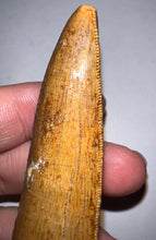 Load image into Gallery viewer, GEM Huge Carcharodontosaur Fossil Tooth 2.81 Inches Incredible Serrations
