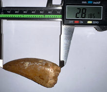 Load image into Gallery viewer, GEM Huge Carcharodontosaur Fossil Tooth 2.81 Inches Incredible Serrations
