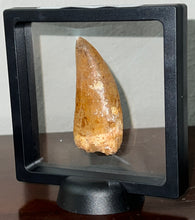 Load image into Gallery viewer, GEM Huge Carcharodontosaur Fossil Tooth 2.81 Inches Incredible Serrations
