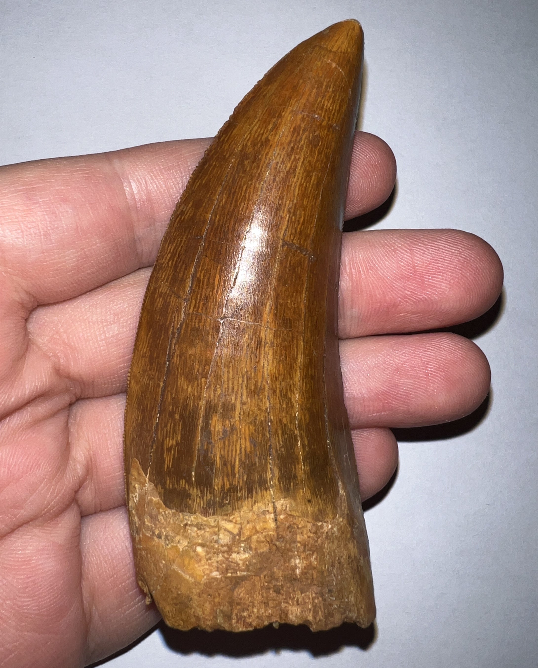 Monster Carcharodontosaur Fossil Tooth 3.56 Inches Incredible Serrations