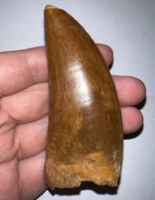 Load image into Gallery viewer, Monster Carcharodontosaur Fossil Tooth 3.56 Inches Incredible Serrations
