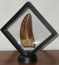 Load image into Gallery viewer, Monster Carcharodontosaur Fossil Tooth 3.56 Inches Incredible Serrations
