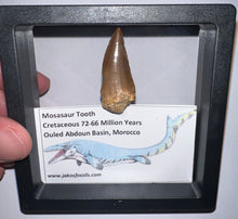 Load image into Gallery viewer, Framed Mosasaur Teeth One per Order 1.15 to 1.25 Inches! Dinosaur Era Marine Reptile!
