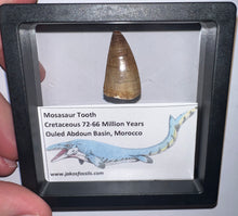 Load image into Gallery viewer, Framed Mosasaur Teeth One per Order 1.15 to 1.25 Inches! Dinosaur Era Marine Reptile!

