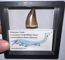 Load image into Gallery viewer, Framed Mosasaur Teeth One per Order 1.15 to 1.25 Inches! Dinosaur Era Marine Reptile!
