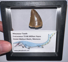 Load image into Gallery viewer, Framed Mosasaur Teeth One per Order 1.15 to 1.25 Inches! Dinosaur Era Marine Reptile!

