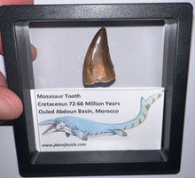 Load image into Gallery viewer, Framed Mosasaur Teeth One per Order 1.15 to 1.25 Inches! Dinosaur Era Marine Reptile!
