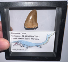 Load image into Gallery viewer, Framed Mosasaur Teeth One per Order 1.15 to 1.25 Inches! Dinosaur Era Marine Reptile!
