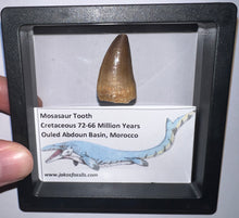 Load image into Gallery viewer, Framed Mosasaur Teeth One per Order 1.15 to 1.25 Inches! Dinosaur Era Marine Reptile!
