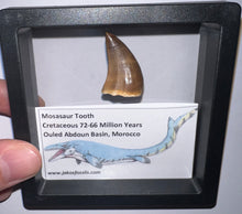 Load image into Gallery viewer, Framed Mosasaur Teeth One per Order 1.15 to 1.25 Inches! Dinosaur Era Marine Reptile!
