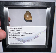 Load image into Gallery viewer, Framed Globidens Crusher Mosasaur Teeth One per Order .65 Inches! Dinosaur Era Marine Reptile!

