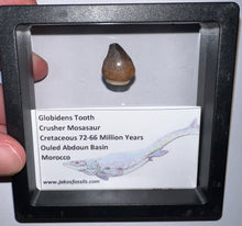 Load image into Gallery viewer, Framed Globidens Crusher Mosasaur Teeth One per Order .65 Inches! Dinosaur Era Marine Reptile!
