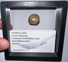 Load image into Gallery viewer, Framed Globidens Crusher Mosasaur Teeth One per Order .65 Inches! Dinosaur Era Marine Reptile!
