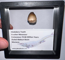 Load image into Gallery viewer, Framed Globidens Crusher Mosasaur Teeth One per Order .65 Inches! Dinosaur Era Marine Reptile!
