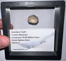 Load image into Gallery viewer, Framed Globidens Crusher Mosasaur Teeth One per Order .65 Inches! Dinosaur Era Marine Reptile!
