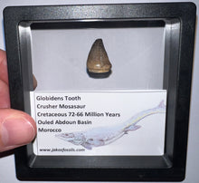 Load image into Gallery viewer, Framed Globidens Crusher Mosasaur Teeth One per Order .65 Inches! Dinosaur Era Marine Reptile!
