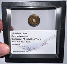 Load image into Gallery viewer, Framed Globidens Crusher Mosasaur Teeth One per Order .65 Inches! Dinosaur Era Marine Reptile!
