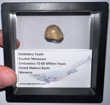Load image into Gallery viewer, Framed Globidens Crusher Mosasaur Teeth One per Order .65 Inches! Dinosaur Era Marine Reptile!
