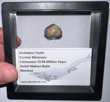 Load image into Gallery viewer, Framed Globidens Crusher Mosasaur Teeth One per Order .65 Inches! Dinosaur Era Marine Reptile!
