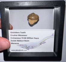 Load image into Gallery viewer, Framed Globidens Crusher Mosasaur Teeth One per Order .65 Inches! Dinosaur Era Marine Reptile!
