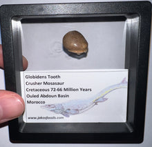 Load image into Gallery viewer, Framed Globidens Crusher Mosasaur Teeth One per Order .65 Inches! Dinosaur Era Marine Reptile!
