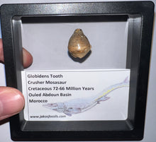 Load image into Gallery viewer, Framed Globidens Crusher Mosasaur Teeth One per Order .65 Inches! Dinosaur Era Marine Reptile!

