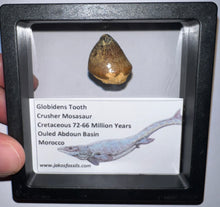 Load image into Gallery viewer, Framed Large Globidens Crusher Mosasaur Teeth One per Order .9 Inches! Dinosaur Era Marine Reptile!
