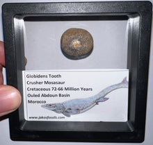 Load image into Gallery viewer, Framed Large Globidens Crusher Mosasaur Teeth One per Order .9 Inches! Dinosaur Era Marine Reptile!
