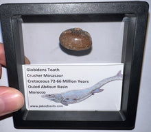 Load image into Gallery viewer, Framed Large Globidens Crusher Mosasaur Teeth One per Order .9 Inches! Dinosaur Era Marine Reptile!
