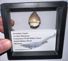 Load image into Gallery viewer, Framed Large Globidens Crusher Mosasaur Teeth One per Order .9 Inches! Dinosaur Era Marine Reptile!
