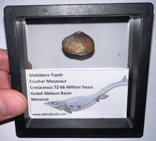 Load image into Gallery viewer, Framed Large Globidens Crusher Mosasaur Teeth One per Order .9 Inches! Dinosaur Era Marine Reptile!
