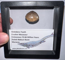 Load image into Gallery viewer, Framed Large Globidens Crusher Mosasaur Teeth One per Order .9 Inches! Dinosaur Era Marine Reptile!
