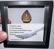 Load image into Gallery viewer, Framed Large Globidens Crusher Mosasaur Teeth One per Order .9 Inches! Dinosaur Era Marine Reptile!
