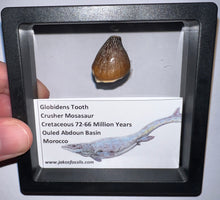 Load image into Gallery viewer, Framed Large Globidens Crusher Mosasaur Teeth One per Order .9 Inches! Dinosaur Era Marine Reptile!
