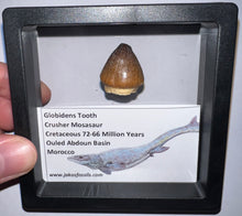 Load image into Gallery viewer, Framed Large Globidens Crusher Mosasaur Teeth One per Order .9 Inches! Dinosaur Era Marine Reptile!
