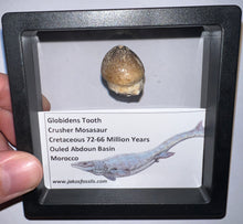 Load image into Gallery viewer, Framed Large Globidens Crusher Mosasaur Teeth One per Order .9 Inches! Dinosaur Era Marine Reptile!
