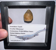 Load image into Gallery viewer, Framed Large Globidens Crusher Mosasaur Teeth One per Order .9 Inches! Dinosaur Era Marine Reptile!
