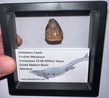 Load image into Gallery viewer, Framed Large Globidens Crusher Mosasaur Teeth One per Order .9 Inches! Dinosaur Era Marine Reptile!
