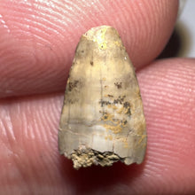 Load image into Gallery viewer, Dimetrodon Fossil Tooth .46 Inches
