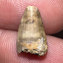 Load image into Gallery viewer, Dimetrodon Fossil Tooth .46 Inches
