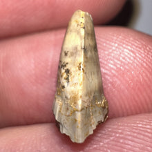 Load image into Gallery viewer, Dimetrodon Fossil Tooth .46 Inches
