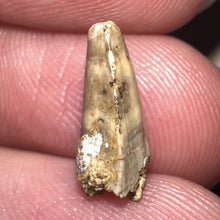 Load image into Gallery viewer, Dimetrodon Fossil Tooth .46 Inches
