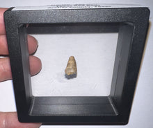 Load image into Gallery viewer, Dimetrodon Fossil Tooth .46 Inches
