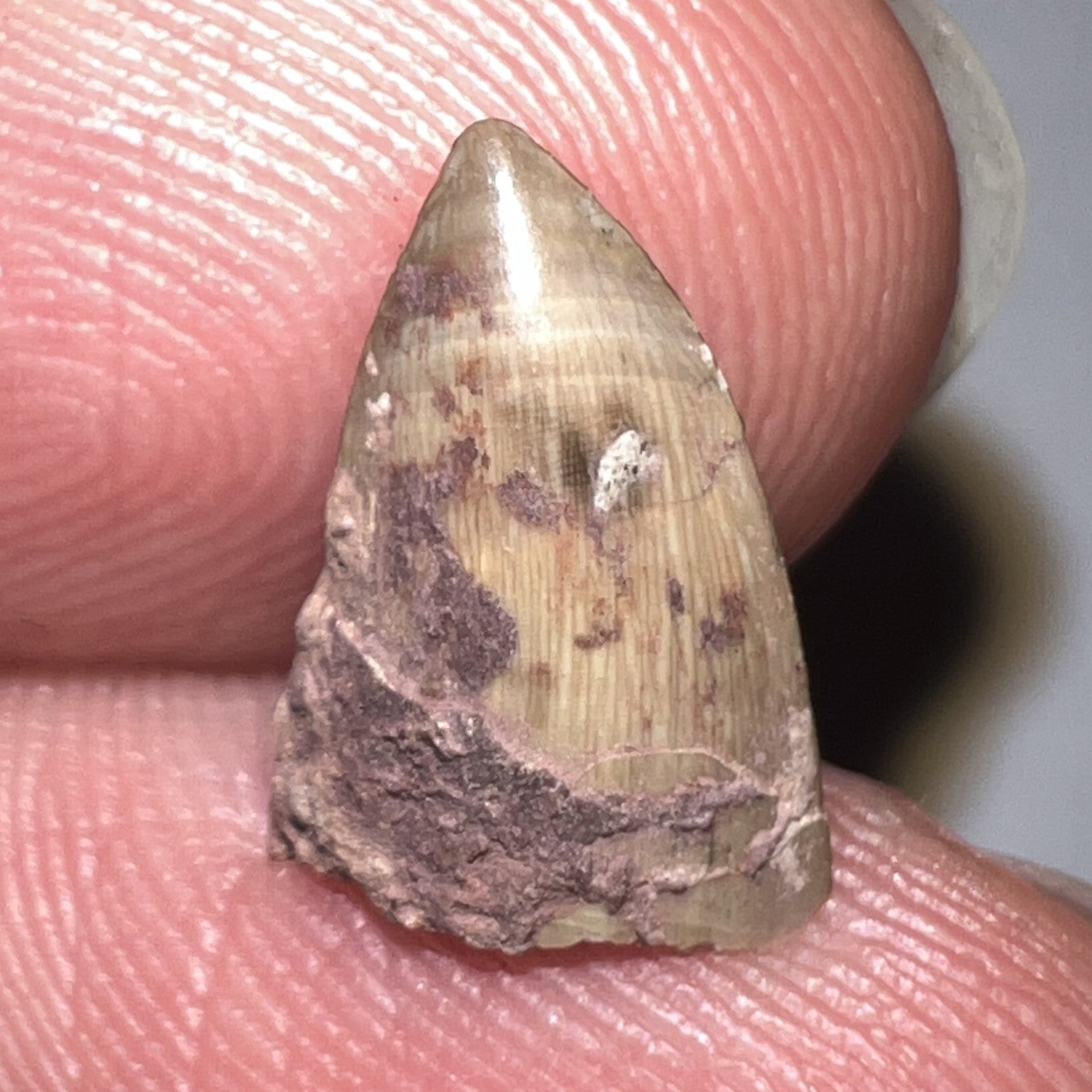 Dimetrodon Fossil Tooth .48 Inches