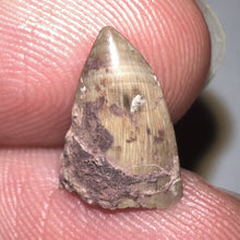 Load image into Gallery viewer, Dimetrodon Fossil Tooth .48 Inches
