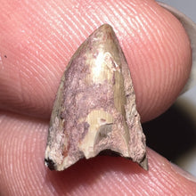 Load image into Gallery viewer, Dimetrodon Fossil Tooth .48 Inches
